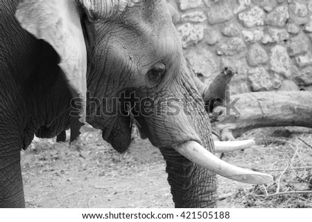 Profile of elephant.
Black and White picture