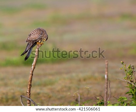 The common kestrel a bird of prey species belonging to the kestrel group of the falcon family. It is also known as the European kestrel, Eurasian kestrel, or Old World kestrel. Perched on a bush.