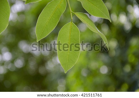 leaf with blurred bokhe background