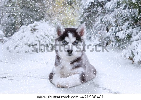 Picture of a little husky dog lying on the snow at winter day and staring on the camera