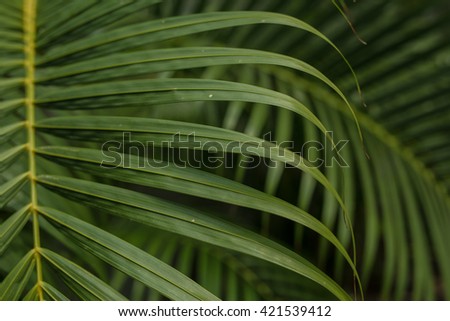 Nature pattern, green palm leaves, flowers in natural light and shadow, symbolic of peaceful and safe the Earth or life or Zen with toned color and selective focus.