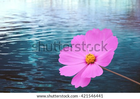 blue daisy with blur water background