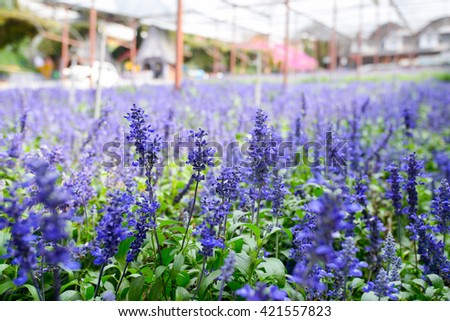 Lavender farm in Cameron Highlands, Malaysia. Image taken in selective focus mode.
