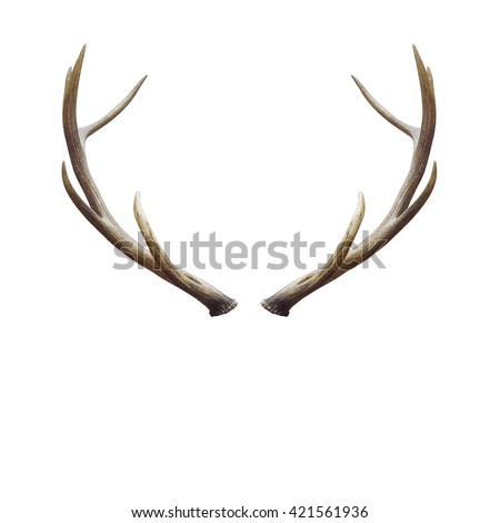 Deer horns isolated on white with clipping path. Royalty-Free Stock Photo #421561936