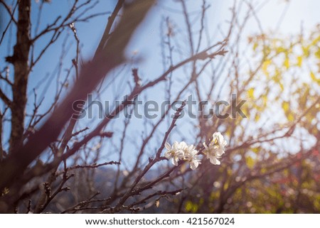 Wild Himalayan Cherry flowers on clear blue sky background, selective focus.