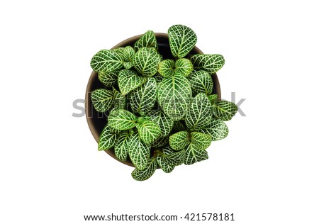 Top view of small plant pot with water drop on white background Royalty-Free Stock Photo #421578181