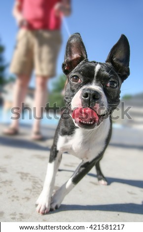  a cute boston terrier pulling on a leash at a local public pool 