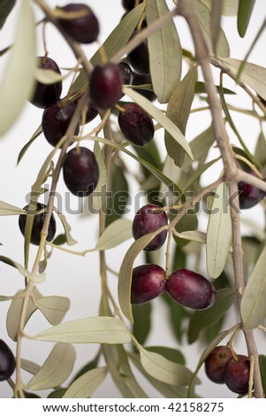 Olives on the branch on white background