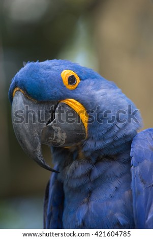 hyacinth macaw close up