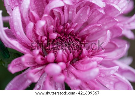 macro chrysanthemums

