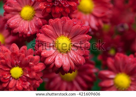macro chrysanthemums
