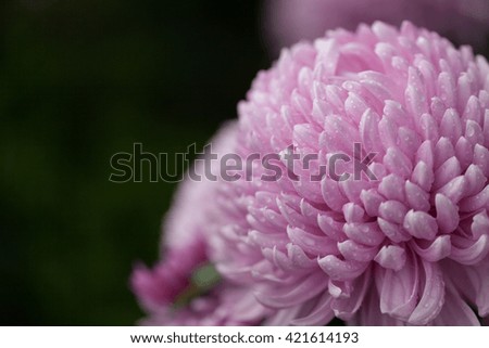 chrysanthemum macro

