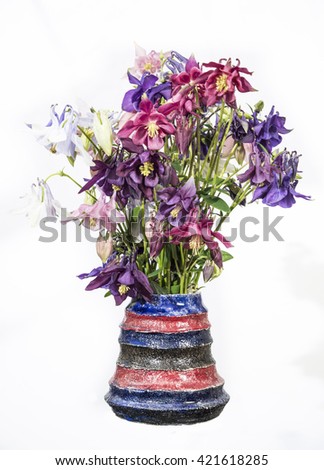 Bouquet of columbines in ceramic vase on white background