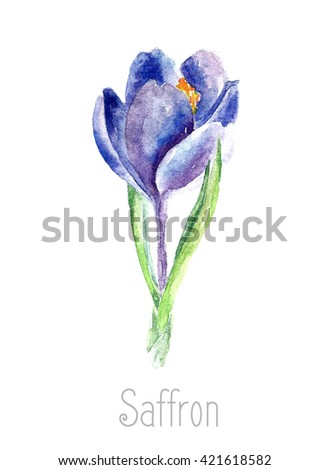 Hand drawn watercolor botanical illustration of the saffron plant. Saffron drawing isolated on the white background. Medical herbs illustration, herbarium.