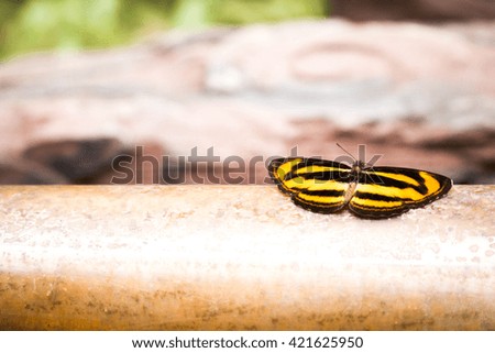 Tiger butterfly shows their wing on its bamboo runway