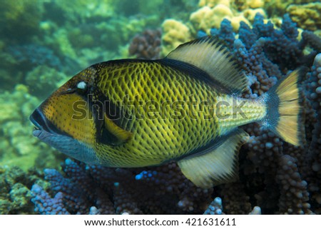 Titan triggerfish - Balistoides viridescens and coral reef