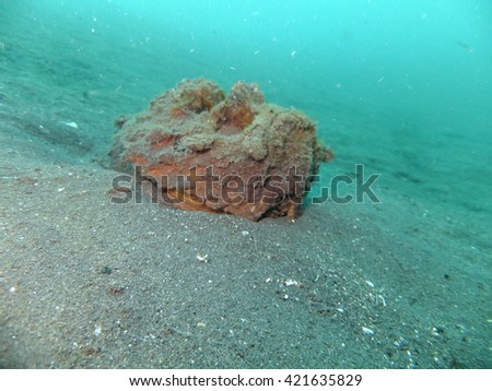 A stonefish hiding in the black sand at Lambeh Straight, north Sulawesi, Indonesia, the black volcanic sands hide all manner of mysteries and oddities form the underwater world