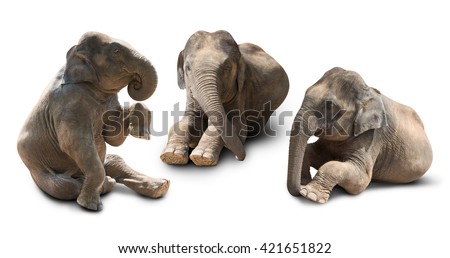 Cute baby asian elephant in various action isolated on white background
