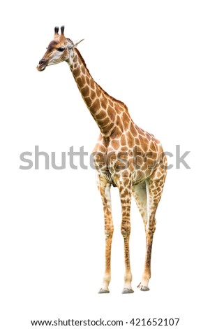 Young cute giraffe isolated on white background