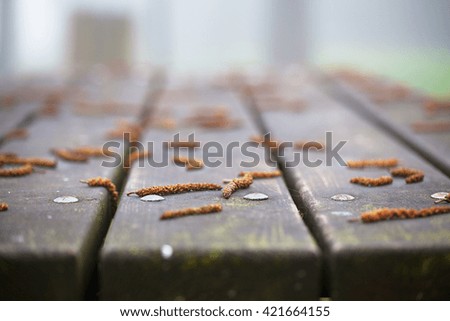 View on a wooden table in a park and birch buds on it on a foggy day close-up.