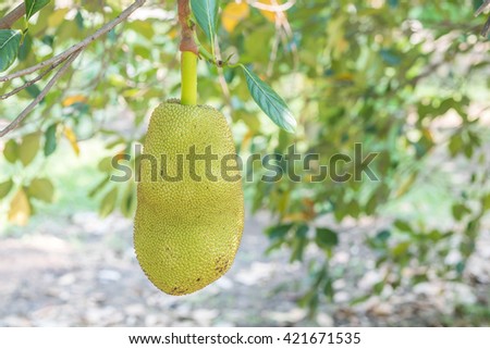 Closeup jackfruit at tree in orchard