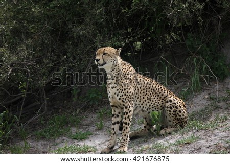 Cheetah Botswana Africa savannah wild animal picture; 