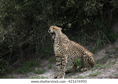 Cheetah Botswana Africa savannah wild animal picture; 