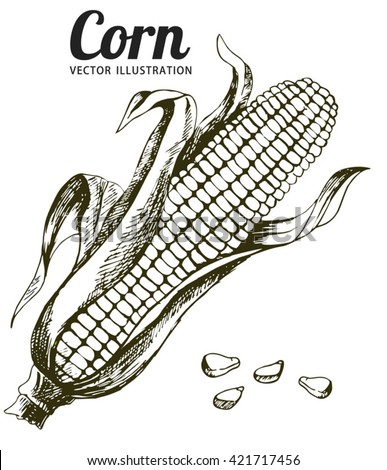 Corn, Maize or Zea mays, vintage engraving. Monochrome illustration with corn on a light background. Illustration, vector, isolated. Royalty-Free Stock Photo #421717456