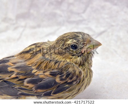 picture of a cute  baby bird of house sparrow