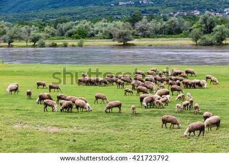 Sheep grazing next to the river Strymon spring in Northern Greece. Lambs and sheep eat grass on a sunny day in April with a blue sky and white clouds