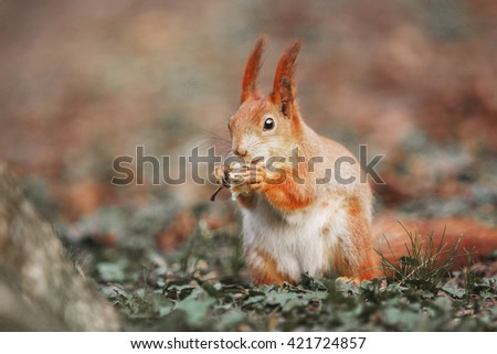 SquirrCurious beautiful and cute Eurasian red squirrel (Sciurus vulgaris) in the forestel