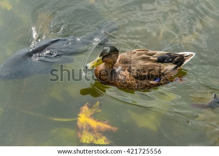 A duck swimming in a lake