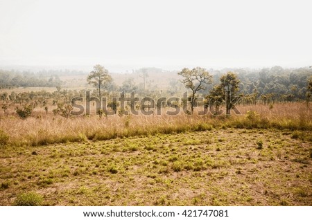 forest arid and picture have fog and smoke.