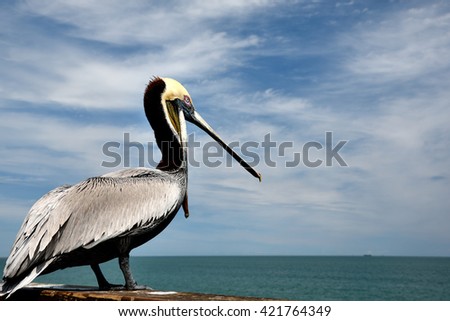 Single pelican sitting on a reeling in Florida, USA, with open beak