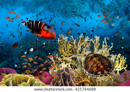 Underwater picture with great variety of fish, Red Sea.