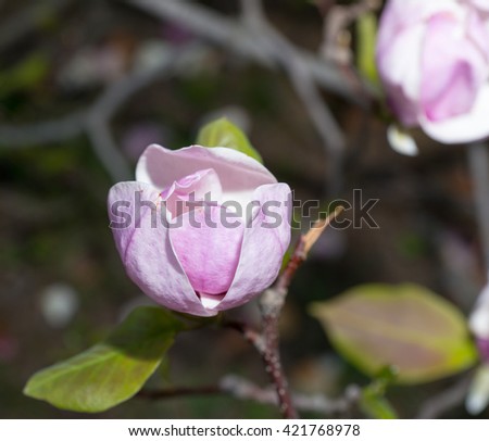 Close Up Of A Brown Branch With Light Pink Magnolia's Blossom And Green Leaves