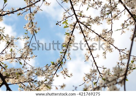 Branch of the cherry blossoms on the blue sky background.