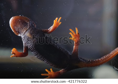 Salamander (Tylototriton verrucosus) in Thailand and Southeast asia. shot in studio