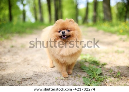 Pomeranian dog on a walk. Dog outdoor. Beautiful dog Royalty-Free Stock Photo #421782274