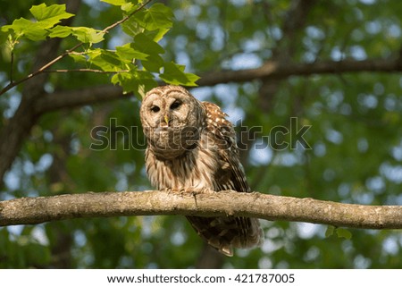 A barred owl perched in a tree in a wooded area in the midwest United States during spring