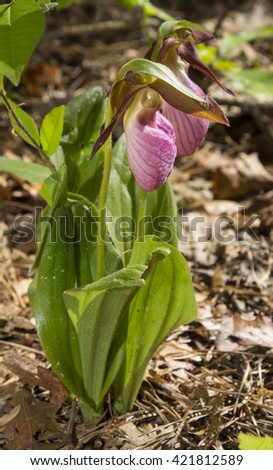 Pink wild lady slipper orchids