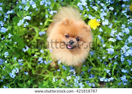 Pomeranian dog on a walk. Dog outdoor. Beautiful dog. Dog in forget-me-not flowers
