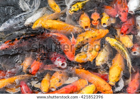Colorful koi waiting to eat