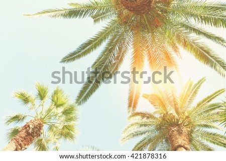 fresh palm trees  and sun on blue sky, retro toned