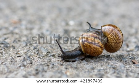 Two Snails, macro, detail,