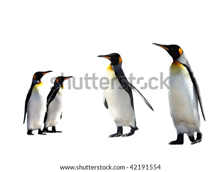 four king penguins isolated on white background