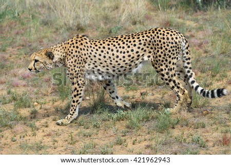 Wild Cheetah In the African Savannah, Namibia