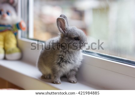 Little grey bunny rabbit sits on the window