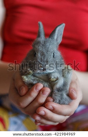 Little grey bunny rabbit