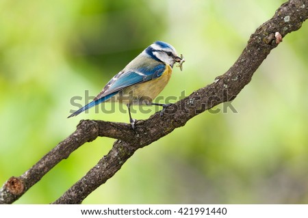 Blue tit with caught caterpillars in its mouth